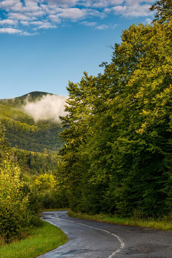 winding road through forest in mountains. lovely transportation scenery in autumnal countryside morning